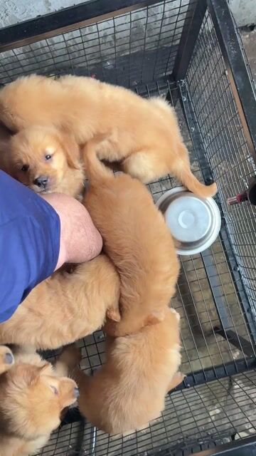Chó Golden Retriever con vàng. Mua bán Chó tại Huyện Bình Chánh Tp Hồ Chí Minh được đăng bởi Ken péthop hình 1