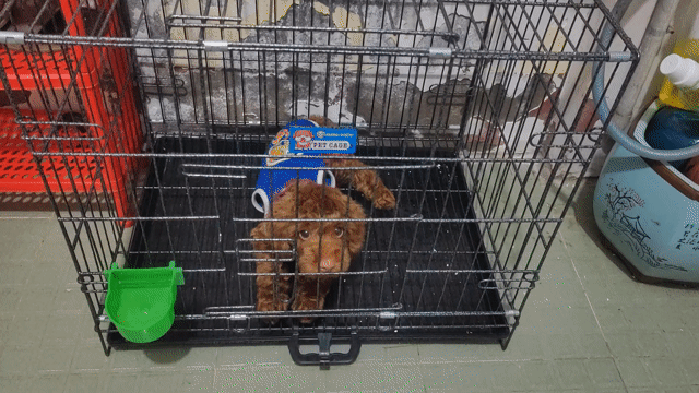 Chó Poodle Đực Nâu đỏ đã tiêm ngừa-tặng chuồng. Mua bán Chó tại Quận Bình Thuỷ Cần Thơ được đăng bởi Hoàng hình 1