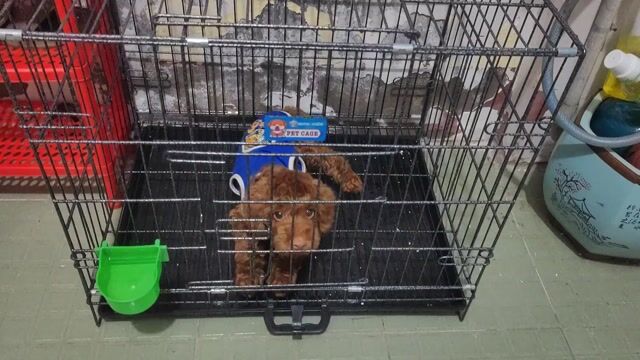 Chó Poodle Đực Nâu đỏ đã tiêm ngừa-tặng chuồng. Mua bán Chó tại Quận Bình Thuỷ Cần Thơ được đăng bởi Hoàng hình 1