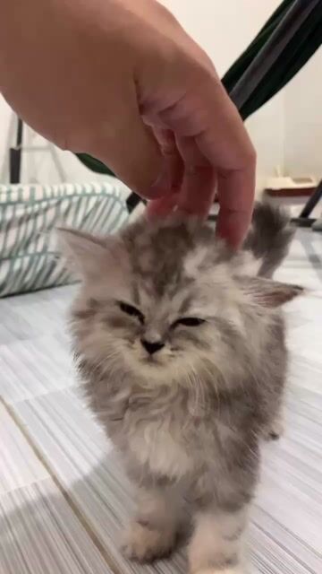 Mèo Tabby lông ngắn. Mua bán Mèo tại Huyện Đức Hòa Long An được đăng bởi Ông Hải Đăng hình 1