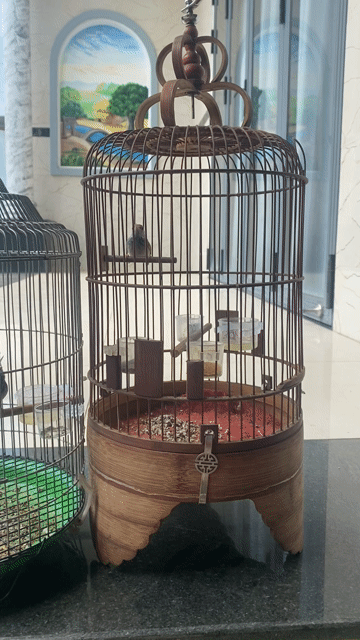 Chim Sâu dừa xanh hót đấu. Mua bán Chim tại Huyện Trảng Bom Đồng Nai được đăng bởi Tiến hình 1