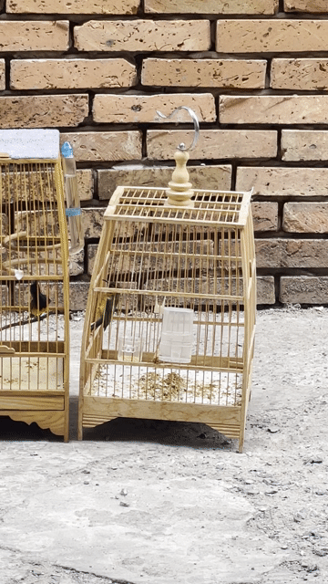 Chim và lồng 5 màu trống Bên Phải. Mua bán Chim tại Quận Tân Bình Tp Hồ Chí Minh được đăng bởi Anh Nguyên hình 1