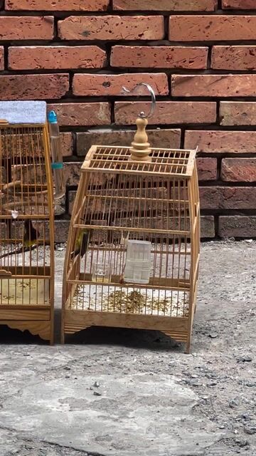 Chim và lồng 5 màu trống Bên Phải. Mua bán Chim tại Quận Tân Bình Tp Hồ Chí Minh được đăng bởi Anh Nguyên hình 1