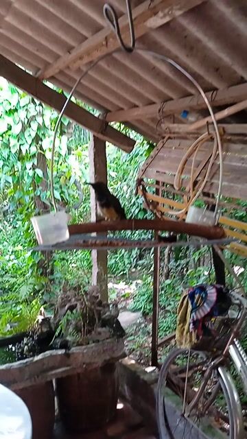 Chim chào mào 5 tháng rớt lông. Mua bán Chim tại Thành phố Sa Đéc Đồng Tháp được đăng bởi Tien hình 1