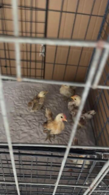 Gà Serama trống 3 tháng nhiều màu. Mua bán Gà tại Huyện Thủ Thừa Long An được đăng bởi Ken Nguyễn  hình 1