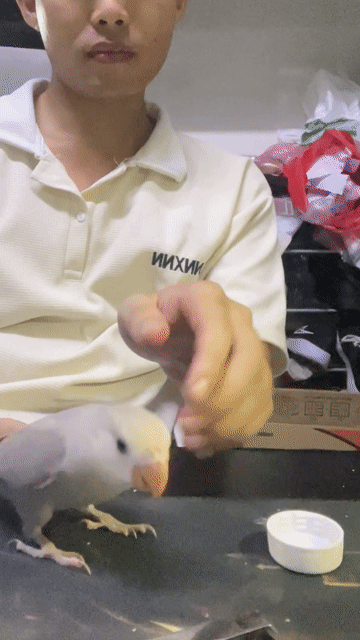 Chim Lovebird Trắng Đã huấn luyện Quấn chủ. Mua bán Chim tại Quận Cẩm Lệ Đà Nẵng được đăng bởi Thế Tùng Ngô hình 1
