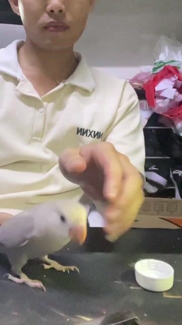 Chim Lovebird Trắng Đã huấn luyện Quấn chủ. Mua bán Chim tại Quận Cẩm Lệ Đà Nẵng được đăng bởi Thế Tùng Ngô hình 1