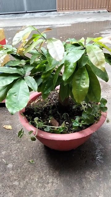 Mai vàng ghép sbbl Mini để bàn. Mua bán Cây cảnh, đồ trang trí tại Quận Tân Bình Tp Hồ Chí Minh được đăng bởi Notorius hình 1