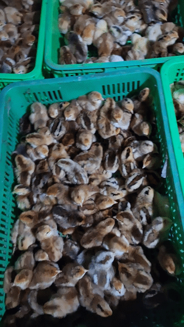 Gà ta, Vịt xiêm Pháp đã tiêm vắc xin. Mua bán Gà tại Quận 12 Tp Hồ Chí Minh được đăng bởi Lê Thị Hảo hình 1