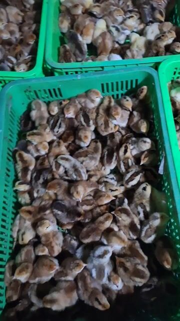 Gà ta, Vịt xiêm Pháp đã tiêm vắc xin. Mua bán Gà tại Quận 12 Tp Hồ Chí Minh được đăng bởi Lê Thị Hảo hình 1