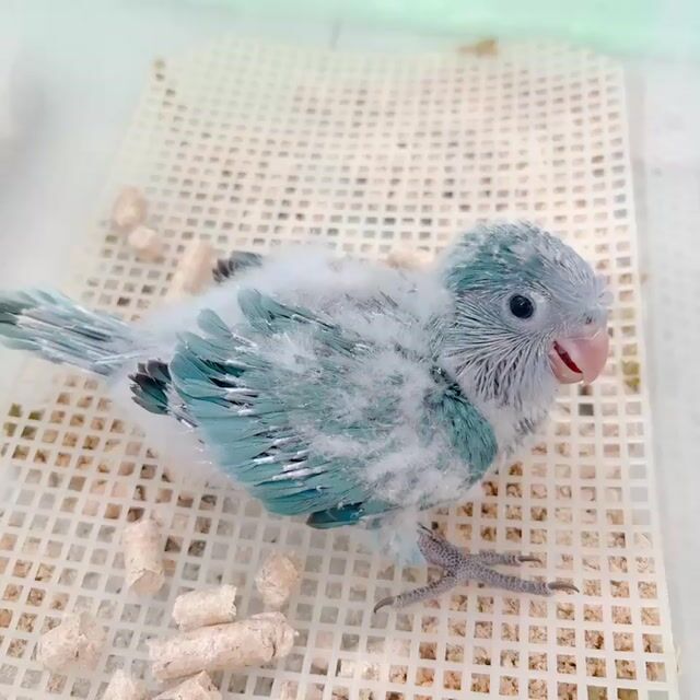 monk blue normal. Mua bán Chim tại Quận Bình Tân Tp Hồ Chí Minh được đăng bởi Tiên hình 1