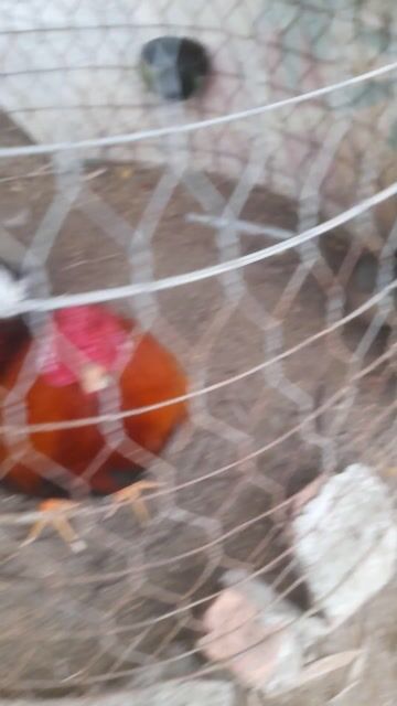 Gà điêu vàng chân vàng hơi vuông. Mua bán Gà tại Huyện Gò Công Tây Tiền Giang được đăng bởi Anh bay hình 1