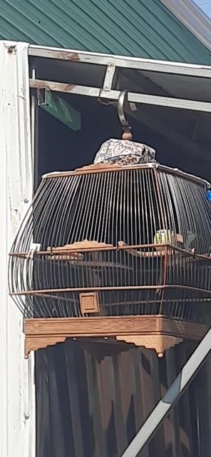 Ra cả bộ , chim hót cả ngày. Mua bán Chim tại Huyện Krông Pắc Đắk Lắk được đăng bởi Cần Trần hình 1