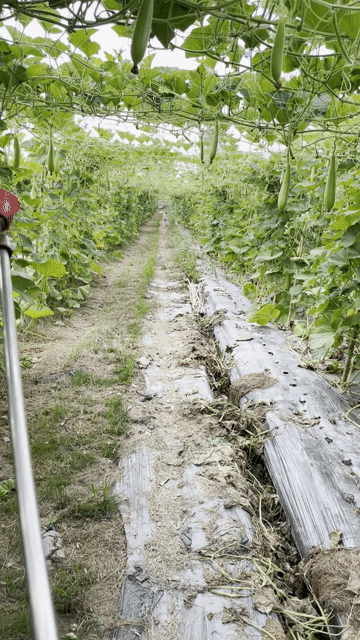Hạt giống Bầu xị nhiều trái. Mua bán Đồ chuyên dụng, Giống nuôi trồng tại Quận Thốt Nốt Cần Thơ được đăng bởi không có tên hình 1