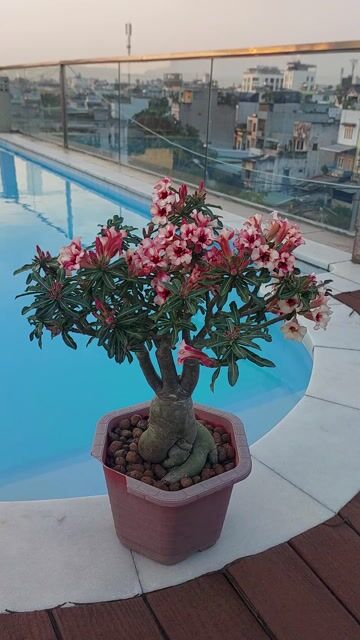 Hoa sứ nhiều màu sẵn hoa. Mua bán Cây cảnh, đồ trang trí tại Quận Tân Bình Tp Hồ Chí Minh được đăng bởi Hoài An hình 1