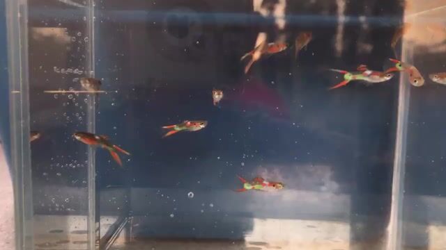 Cá Bảy màu rừng redchest Endler Đa sắc. Mua bán Thú cưng khác tại Huyện Xuyên Mộc Bà Rịa - Vũng Tàu được đăng bởi Ichi Ban Betta hình 1