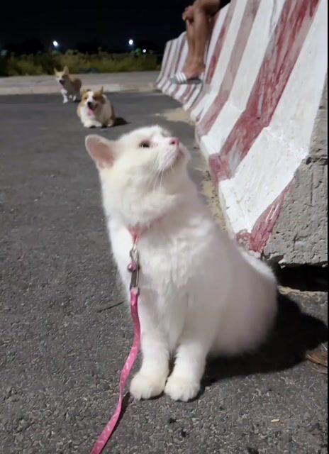 CẦN TÌM NHÀ MỚI CHO BÉ MÈO ANH LÔNG DÀI. Mua bán Mèo tại Thành phố Vũng Tàu Bà Rịa - Vũng Tàu được đăng bởi Dung hình 1