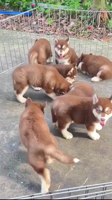 Chó Alaska Thuần chủng đã tiêm. Mua bán Chó tại Quận Hà Đông Hà Nội được đăng bởi Trang hình 1