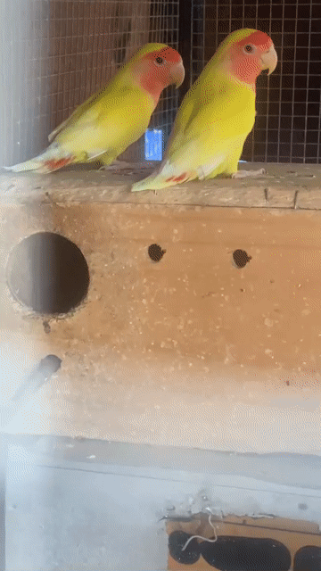 Chim Lovebird Vàng mặt đỏ. Mua bán Chim tại Quận Bình Tân Tp Hồ Chí Minh được đăng bởi Mỹ hình 1