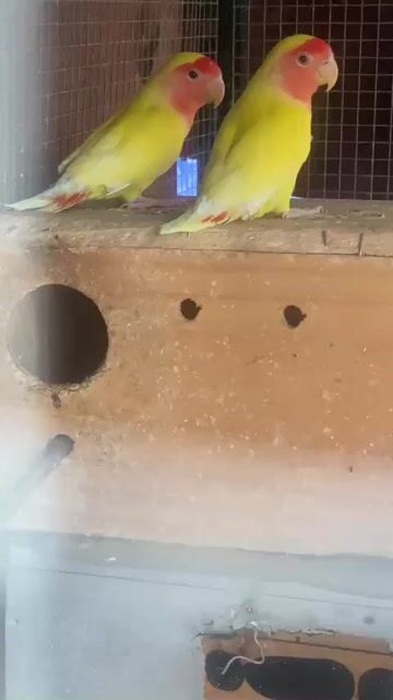 Chim Lovebird Vàng mặt đỏ. Mua bán Chim tại Quận Bình Tân Tp Hồ Chí Minh được đăng bởi Mỹ hình 1