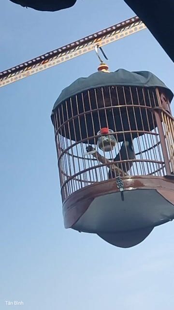 Xám trắng 1 mùa. Mua bán Chim tại Quận Tân Bình Tp Hồ Chí Minh được đăng bởi Đam mê 1Thời hình 1