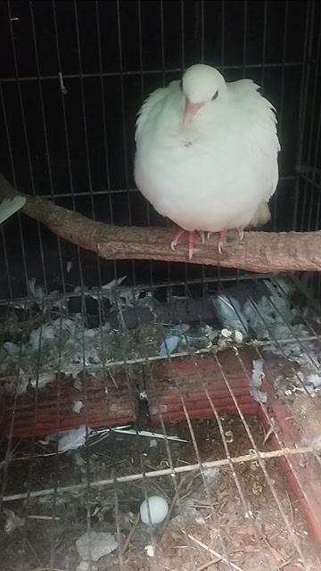 cu pháp đang đẻ, sài gòn bao síp. Mua bán Chim tại Huyện Củ Chi Tp Hồ Chí Minh được đăng bởi anh anh cu gáy hình 1