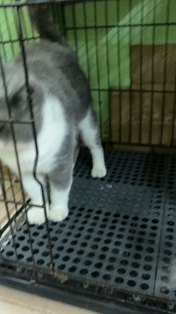 Mèo Bicolor đực hơn 1 tuổi. Mua bán Mèo tại Quận Gò Vấp Tp Hồ Chí Minh được đăng bởi Nga Nguyễn hình 1