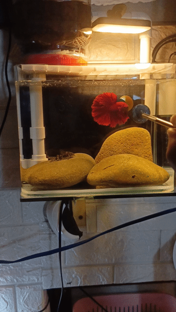 Cá Betta HM Full Red Đỏ. Mua bán Thú cưng khác tại Quận 7 Tp Hồ Chí Minh được đăng bởi Tài hình 1