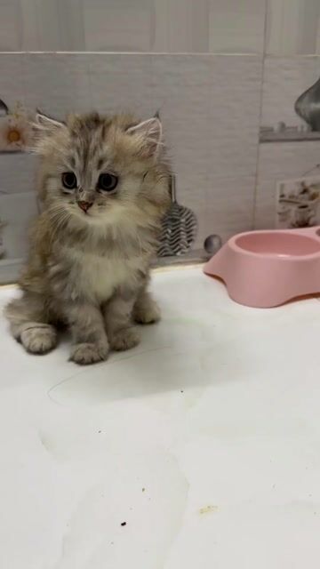 Mèo lông dài cái 2 tháng tuổi. Mua bán Mèo tại Thị xã Tân Uyên Bình Dương được đăng bởi Nguyễn Ngọc Trâm hình 1