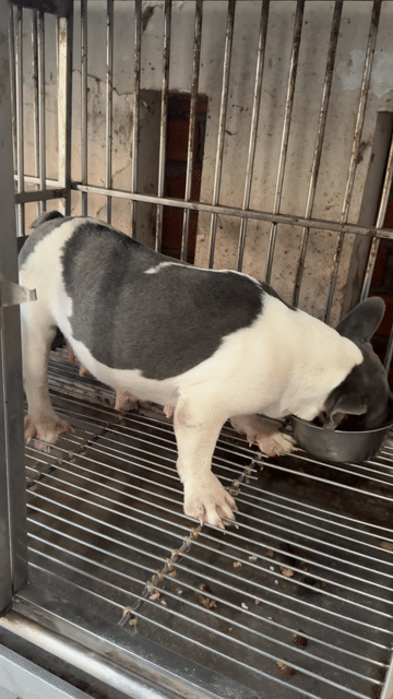 Chó Bull Pháp bò sữa blue trưởng thành. Mua bán Chó tại Quận Gò Vấp Tp Hồ Chí Minh được đăng bởi Giang Nguyễn hình 1