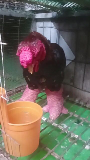 Gà già chân khủng 5kg đến 5,5kg ❤❤❤