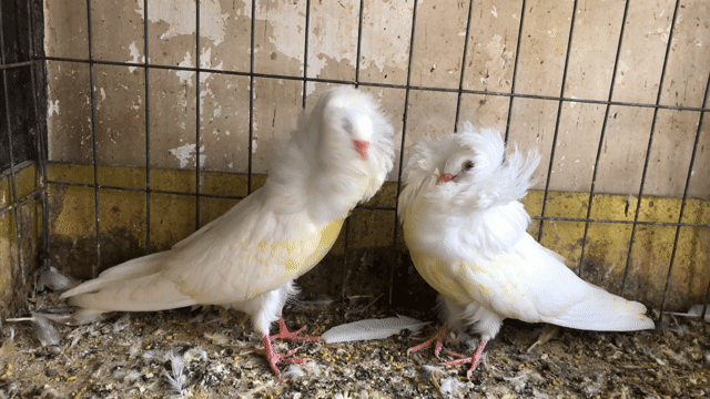 Chim cảnh Trắng 3 tháng. Mua bán Chim tại Quận Tân Phú Tp Hồ Chí Minh được đăng bởi Huy vu hình 1