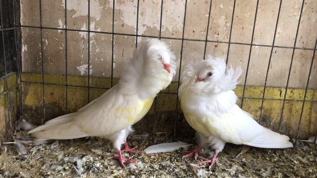 Chim cảnh Trắng 3 tháng. Mua bán Chim tại Quận Tân Phú Tp Hồ Chí Minh được đăng bởi Huy vu hình 1