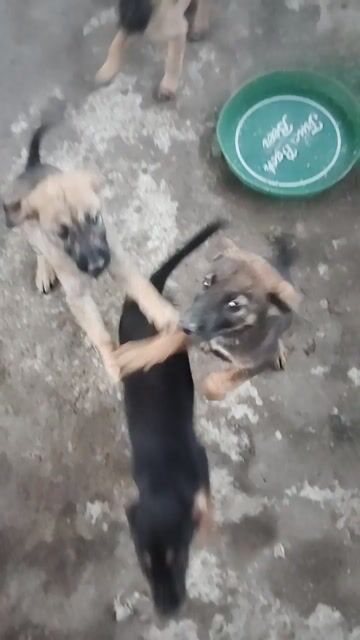 Chó Bec Bỉ lai nhiều màu. Mua bán Chó tại Huyện Thường Tín Hà Nội được đăng bởi Tuấn Lê văn hình 1