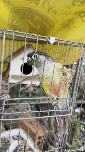 vẹt greencheck. Mua bán Chim tại Huyện Trần Văn Thời Cà Mau được đăng bởi Anh hình 1