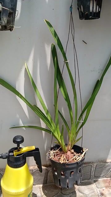 Cây cảnh Kiếm lá biên Xanh. Mua bán Cây cảnh, đồ trang trí tại Quận Phú Nhuận Tp Hồ Chí Minh được đăng bởi Tony Phat hình 1