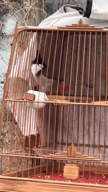 Chim chào mào 2 mùa hót hay. Mua bán Chim tại Huyện Vĩnh Cửu Đồng Nai được đăng bởi Thái Khắc Đồng hình 1