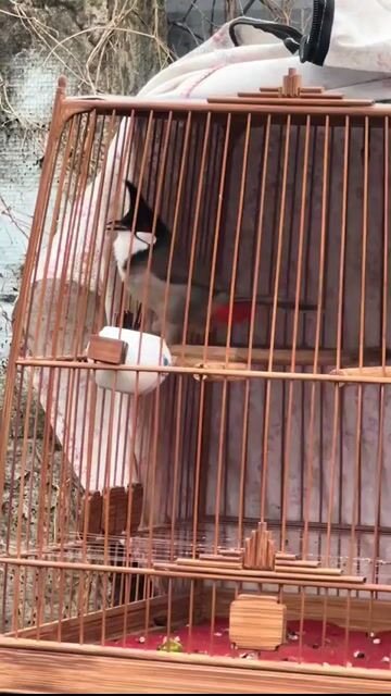 Chim chào mào 2 mùa hót hay. Mua bán Chim tại Huyện Vĩnh Cửu Đồng Nai được đăng bởi Thái Khắc Đồng hình 1