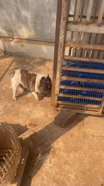 Bán 5 bé Bull Pháp Vàng nhạt, vằn, phối xịn. Mua bán Chó tại Quận Tân Bình Tp Hồ Chí Minh được đăng bởi Mai Chí Thịnh hình 1