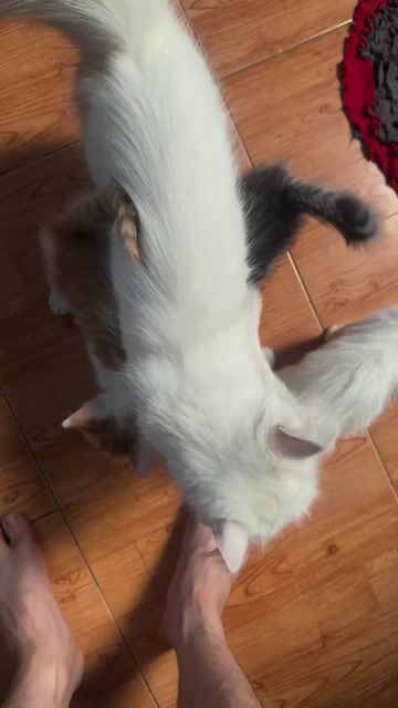 Mèo lai con. Mua bán Mèo tại Thành phố Biên Hòa Đồng Nai được đăng bởi hoanng anh  hình 1