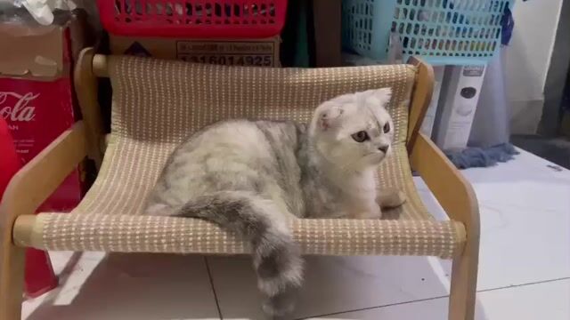 Mèo Anh Silver tên là Dứa hơn 10 tháng tuổi. Mua bán Mèo tại Thành phố Thủ Đức Tp Hồ Chí Minh được đăng bởi Họ Nhà Mèo hình 1