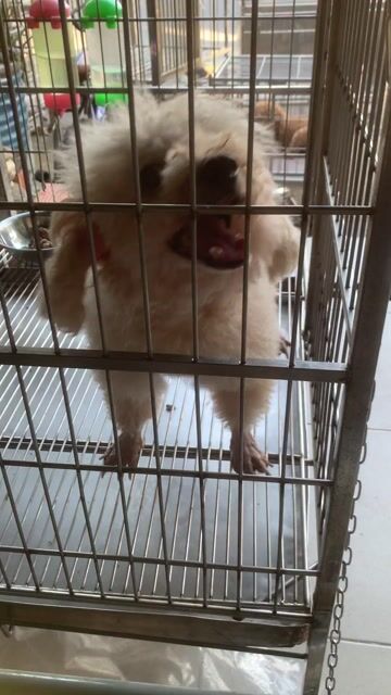 Chó Poodle  ❤️💚 trưởng thành đực cái. Mua bán Chó tại Quận 8 Tp Hồ Chí Minh được đăng bởi Cửa Hàng Thanh Lý Đồ Cũ Mới hình 1