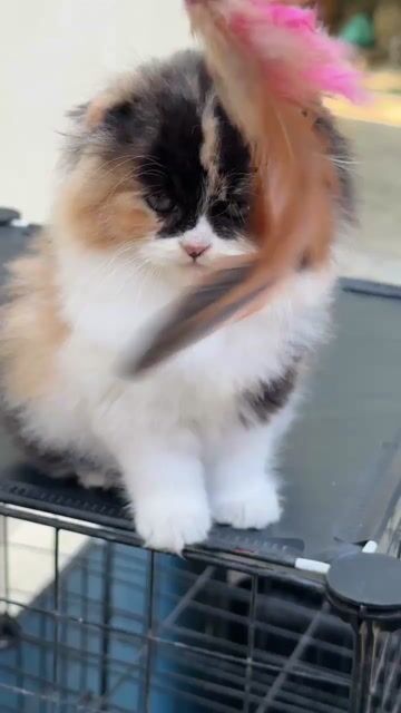 Mèo tam thể Tam hoa Phú Quý đón lộc đón Tết 2026. Mua bán Mèo tại Thành phố Thủ Đức Tp Hồ Chí Minh được đăng bởi Âu Minh Huy hình 1