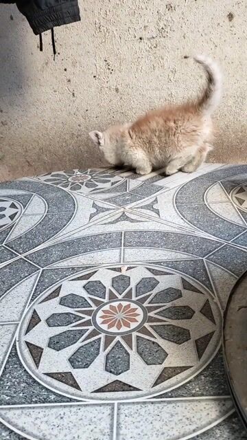 Mèo con Xám đen trắng khỏe mạnh. Mua bán Mèo tại Thành phố Buôn Ma Thuột Đắk Lắk được đăng bởi Hau hình 1