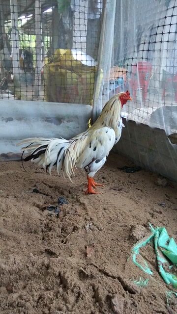 Gà trống 2.85kg làm nọc màu Trắng, đen, nâu. Mua bán Gà tại Huyện Kế Sách Sóc Trăng được đăng bởi gà kế sách hình 1