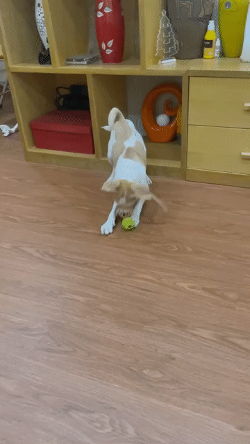 Chó Lai Fox Pug đực 5 tháng 3 mũi. Mua bán Chó tại Quận Cầu Giấy Hà Nội được đăng bởi Nguyễn Thị Thu Hương hình 1