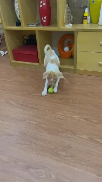 Chó Lai Fox Pug đực 5 tháng 3 mũi. Mua bán Chó tại Quận Cầu Giấy Hà Nội được đăng bởi Nguyễn Thị Thu Hương hình 1