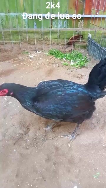 Gà Beru lai đang đẻ. Mua bán Gà tại Huyện Tân Hiệp Kiên Giang được đăng bởi Tuyến  hình 1