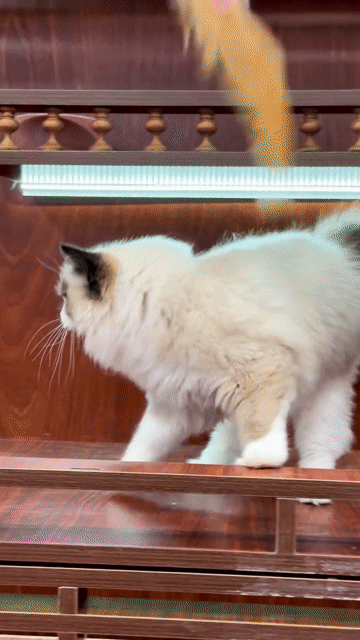 Mèo Ragdoll seal nhập, sinh sản Việt Nam thuần đẹp. Mua bán Mèo tại Thành phố Thủ Đức Tp Hồ Chí Minh được đăng bởi DƯƠNG MINH TRÍ VĨNH hình 1