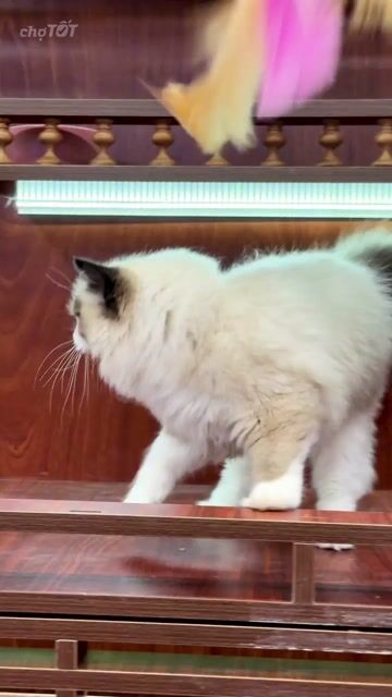 Mèo Ragdoll seal nhập, sinh sản Việt Nam thuần đẹp. Mua bán Mèo tại Thành phố Thủ Đức Tp Hồ Chí Minh được đăng bởi DƯƠNG MINH TRÍ VĨNH hình 1